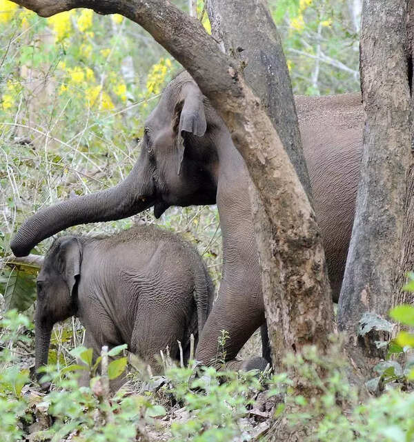 Park project threatens elephant passage