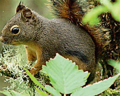 Squirrel causes $300,000 in damage to Indiana bldg