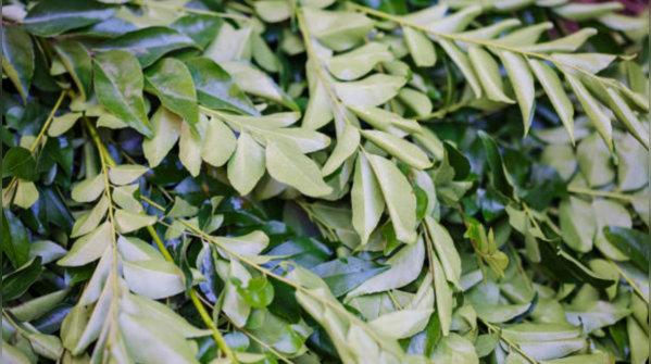 5 Foods that Can Cleanse Arteries and Enhance Blood Circulation 6 Curry leaves