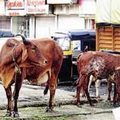 Khar residents hit by bovine menace