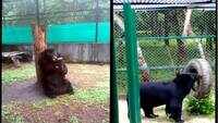 Bengal Safari: Bears’ workout session wins hearts 