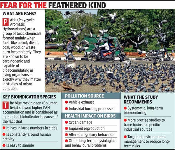 Ahmedabad: Pigeons you shoo away are airborne toxin alarm system