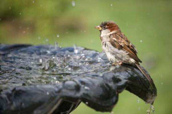 Help our feathered pals in summer