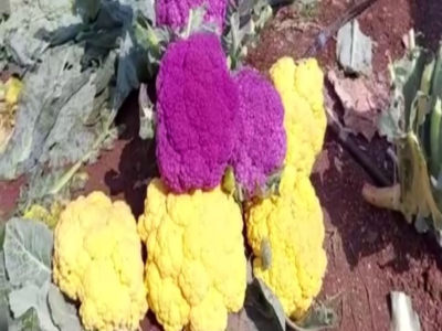 Nashik farmer cultivates high-nutrient, colourful, hybrid cauliflower