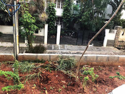 Jayanagar residents spar over bamboo plant
