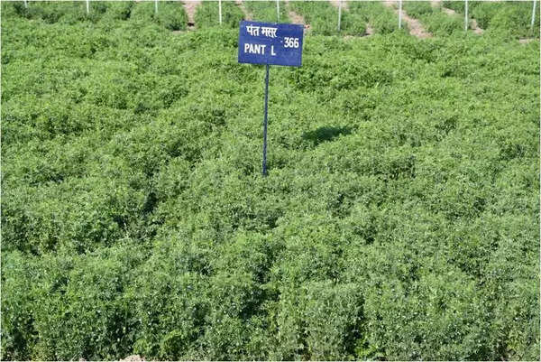 3 rabi varieties developed by Pantnagar University approved for cultivation
