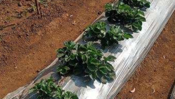 After strawberries, new fruit is apple of the eye for Verlem