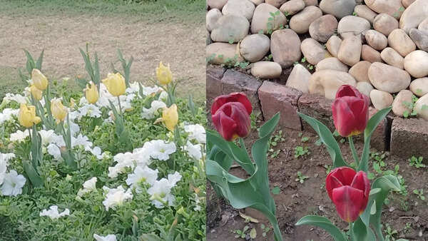 Oh tulips: Reel-ing, nostalgia & the politics of urban aesthetics