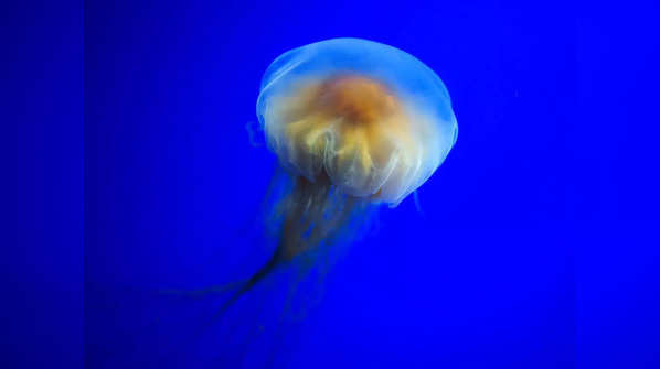 ​Lion’s mane jellyfish