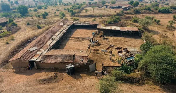 Gujarat forest dept’s orders clash over Gir re-entry for Maldharis