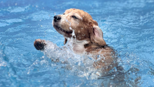 Dogs and cats are treated to luxury in Coimbatore’s pet resorts and boarding centres