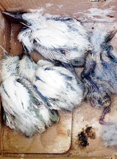 Bandra society kills 80 migratory birds while snipping trees