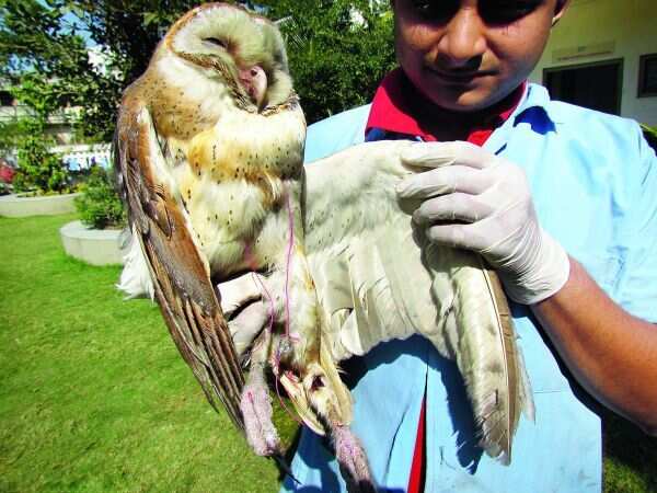 Giving birds a helping hand this Uttarayan