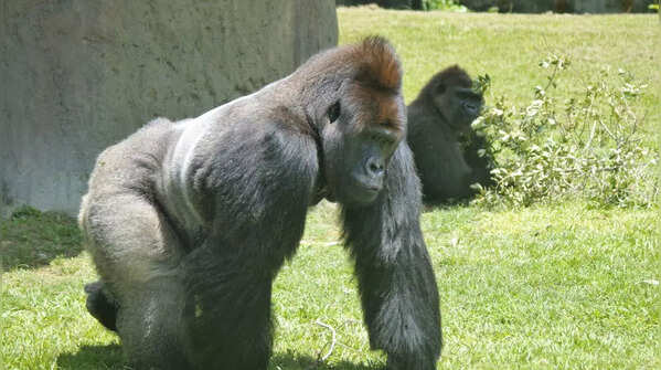 What makes silverback gorillas so special? These 7 facts say it all