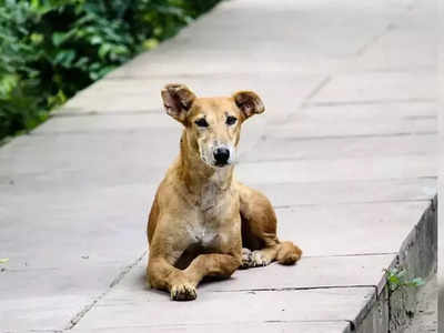 Couple parts ways, but shares custody of 2 dogs in Mumbai