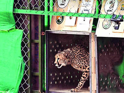 Apex court concerned about death of cheetahs