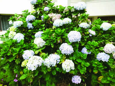 The greenskeeper: The magical Hydrangea