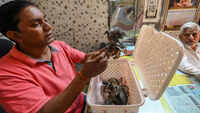 Dehydrated birds sent to Gurgaon hospital via delivery app