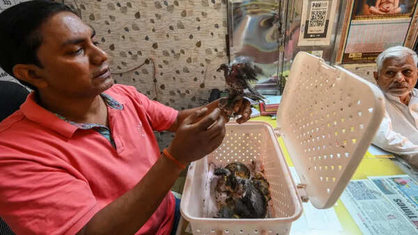 Dehydrated birds sent to Gurgaon hospital via delivery app