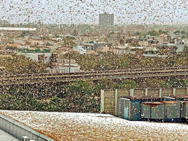 ‘Swarmageddon’ looks like this: Locusts fly into NCR