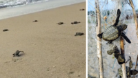 Olive Ridley turtles hatch in Odisha, hundreds get stuck in forest department fishing nets 