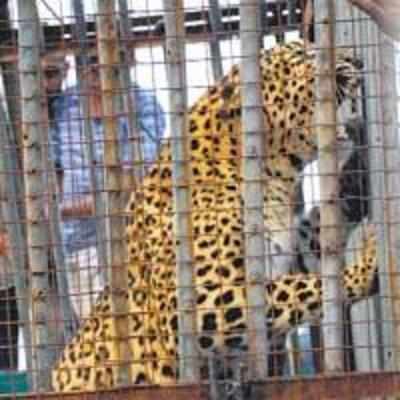 Family trapped with leopard for 15 hours