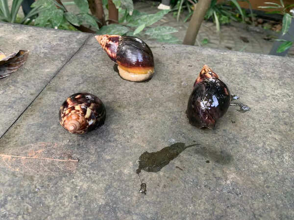 Giant African snails invade Goa, ecology under threat
