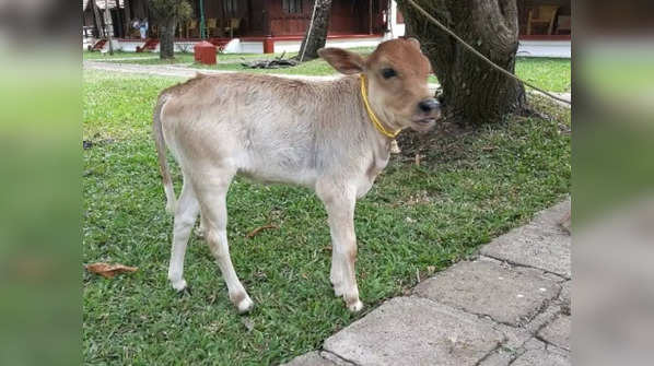 Kerala Vechur Cow: The smallest cattle breed in the world with ...