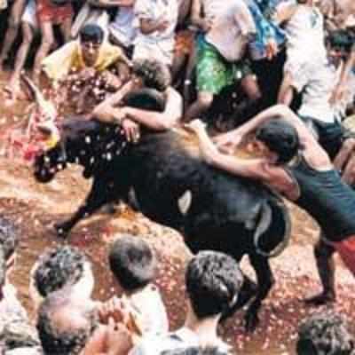 SC reins in raging bull