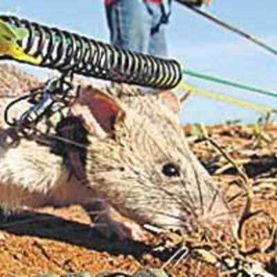 Bomb-sniffing rats save lives in Africa