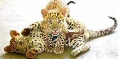 Andhra Pradesh: Baby leopard found dead in fields