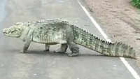 10-feet-long crocodile spotted on highway in MP's Shivpuri 
