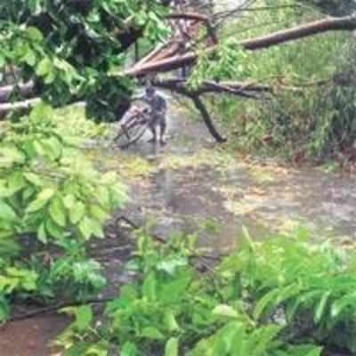 Cyclone Aila wreaks havoc in West Bengal