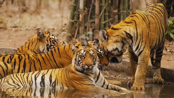 5 legendary species of Tadoba-Andhari Tiger Reserve, and why tourists keep coming back
