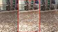 More swarms of locusts attack several residential localities of Jaipur 