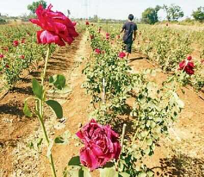 Vadodara civic body gets roses from farmers denied entry in market