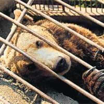 Bears saved from un-bearable zoo