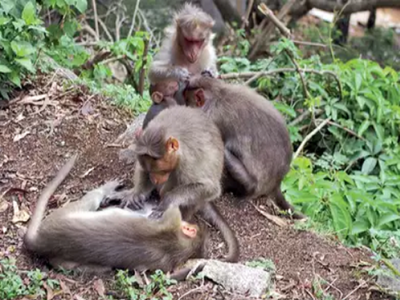 Monkey deaths trigger panic in Bengaluru