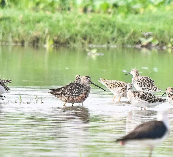 Long-billed dowitcher makes rare stop at Gurgaon wetland, first sighting after 13 years