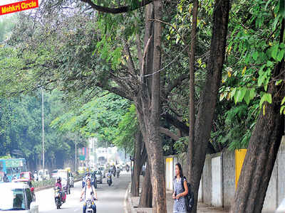 Researcher walks through proposed Elevated Corridor Project path, finds it will leave a trail of destruction