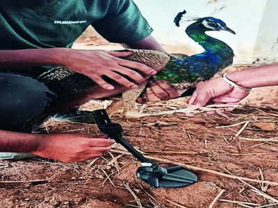 Tech for wildlife: 3D printed prosthetics, GPS tracking and more...