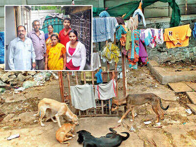 These unkempt animals in a Bopodi house are making neighbours sick These unkempt animals in a Bopodi house are making neighbours sick