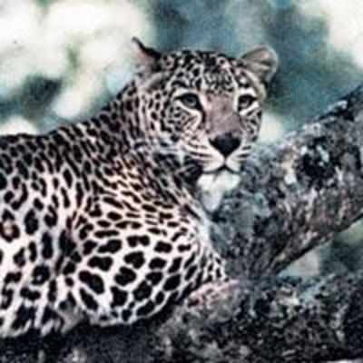 '˜His leopard was at my bedroom window'