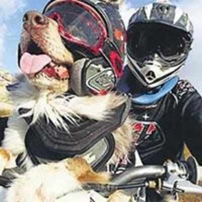 Opee the dog enjoys 150mph motorbike rides