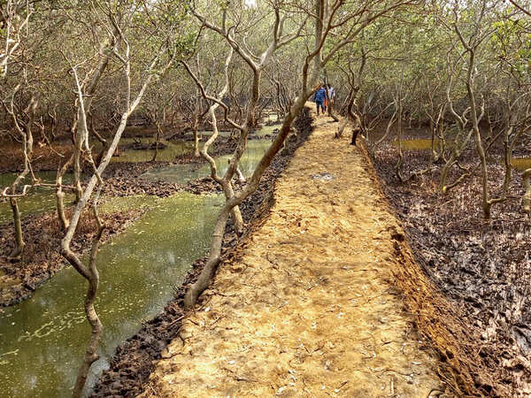 Sea water supply cut off to kill mangroves: Activist