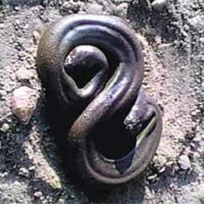 '˜Two-headed' snake stolen from Kerala zoo