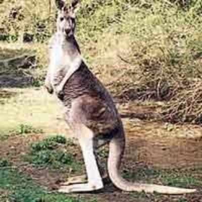 Oz lures Britons with odd jobs: collect kangaroo poo