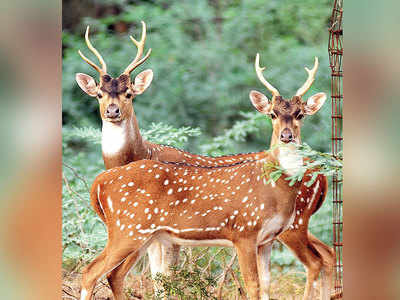 31 deer die of ‘indigestion’ in Tamil Nadu park