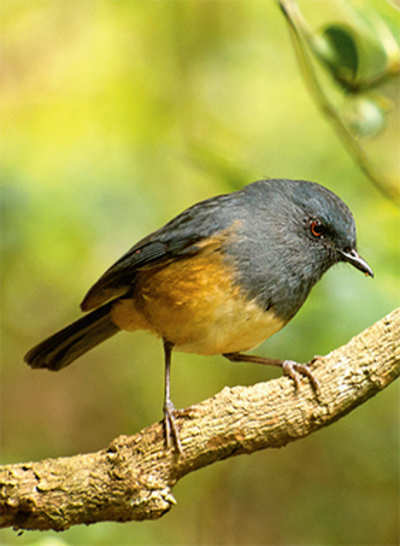 Birds go cuckoo due to broken habitats in Western Ghats
