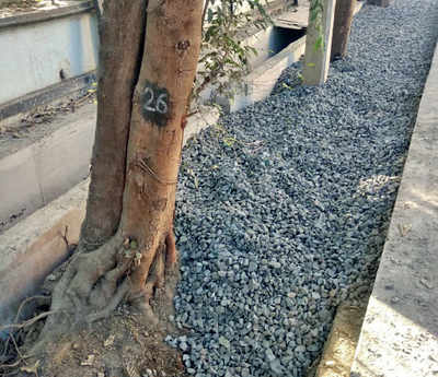 Despite BMC order, trees not given space to breathe